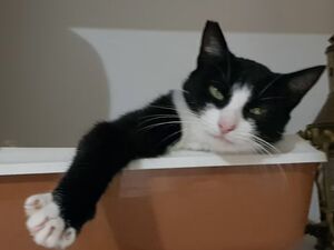 Adopter Chaussette 