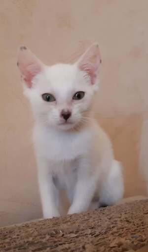 Adopter ALBA