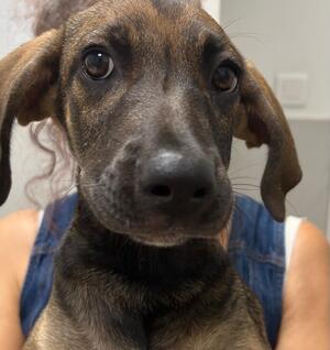 Adopter DAISIE
