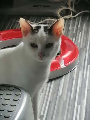 Adopter Biboune