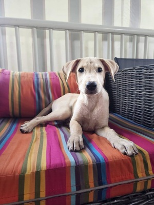 Adopter Bao