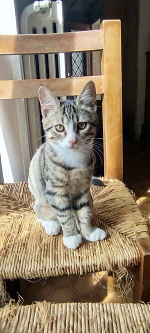 Adopter BUZZ