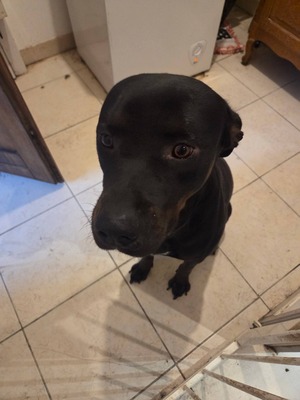 Adopter Bagherra