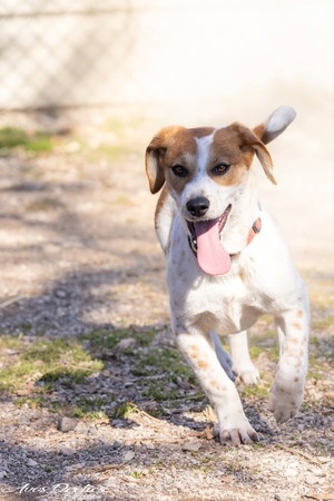 Adopter Biscuit