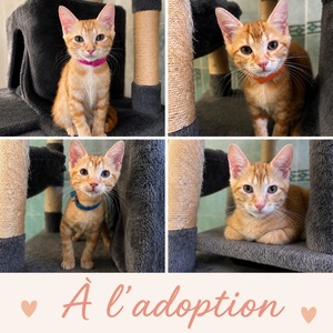 Adopter Fratrie c