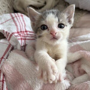 Adopter Petit Prince