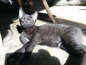Adopter BOZART