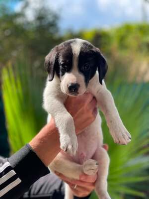 Adopter Oscar