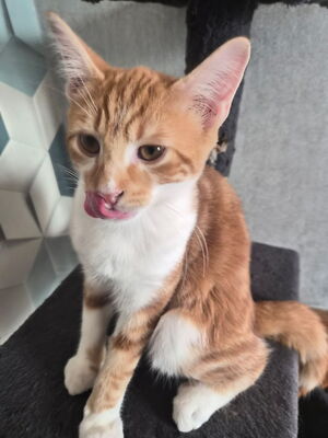 Adopter Baloo
