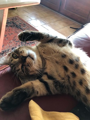 Adopter Leo