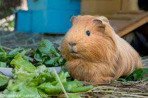 Adopter Bella