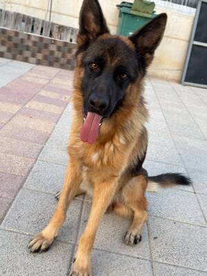 Adopter Volcan