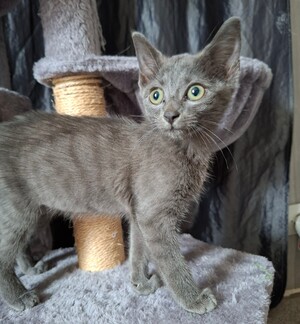 Adopter Brulette