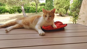 Adopter Martin
