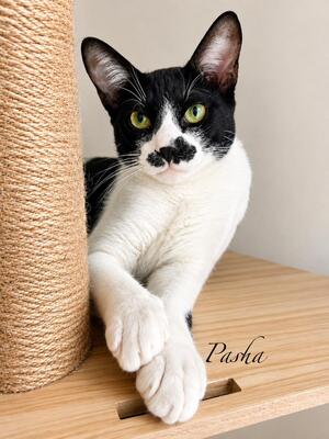 Adopter Pasha
