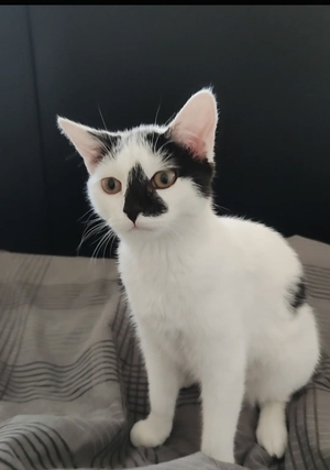 Adopter Kimy