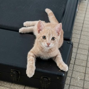 Adopter Fantome