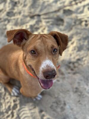 Adopter NINO