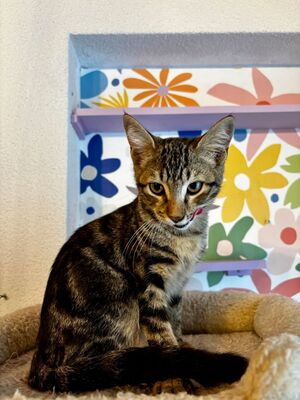 Adopter Barthelemy