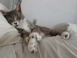 Adopter Amelia