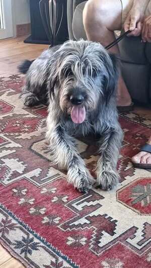 Adopter Uko