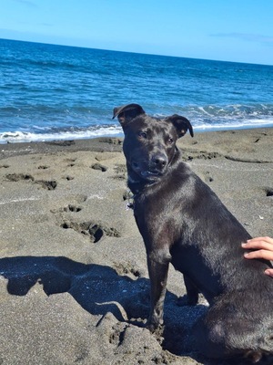 Adopter Kanel