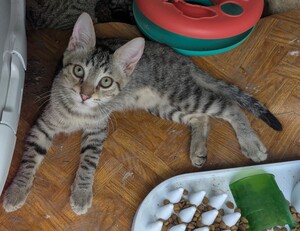 Adopter Boby