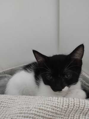 Adopter BURSA