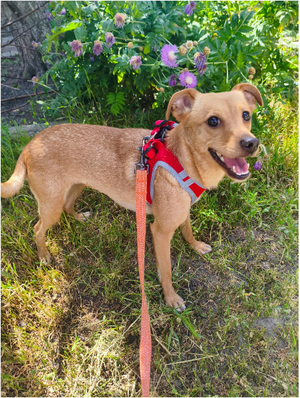 Adopter FANYA, chienne de Ukraine!!