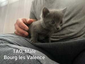 Adopter Tao