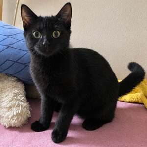 Adopter Loki 