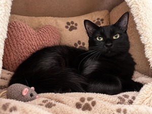 Adopter Bonnie