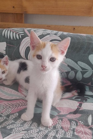 Adopter Billie