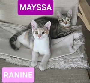 Adopter Ranine et Mayssa