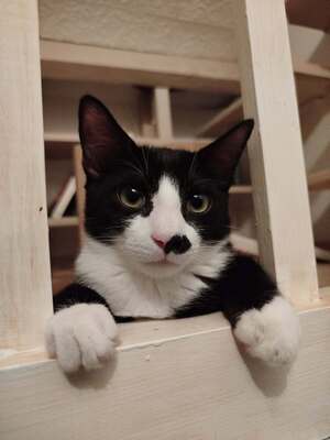 Adopter Bretelle 
