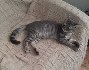 Adopter Olive