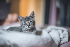Adopter Bloume