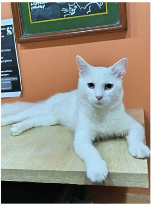 Adopter Shiro