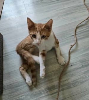 Adopter Pikachu