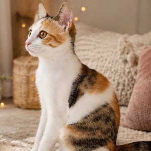 Adopter Leia