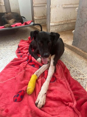 Adopter Thalia