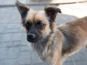 Adopter Sansa