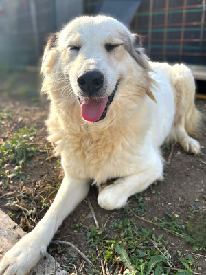 Adopter Nube