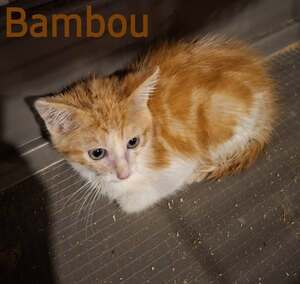 Adopter BAMBOU