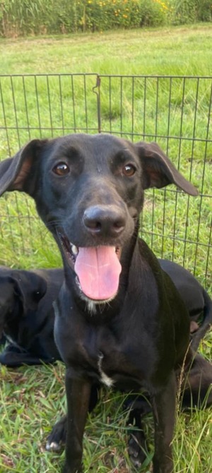 Adopter NAOMIE