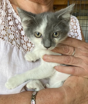 Adopter Jokari