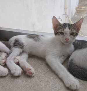 Adopter GASPAR
