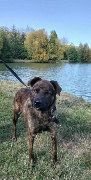 Adopter Tex