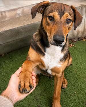 Adopter Blue