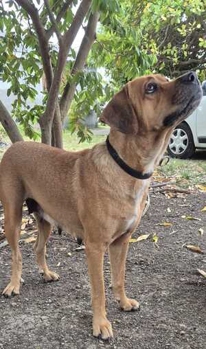Adopter Poupix